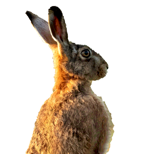 alert hare