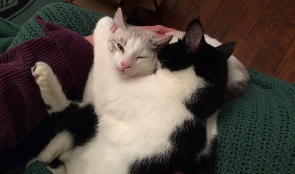 a black and white cat appears to be hugging tightly a white and cream cat who is blinking happily